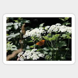 Beautiful butterfly and bees on white flowers Sticker